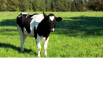 the cool cows gang