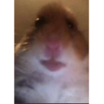 Superhero hamster gang