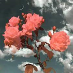 flower girls or boys club