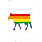 Colored cows group