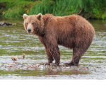 bear squadd!!!
