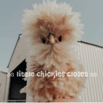 ʚɞ little chickies closet ʚɞ