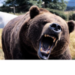 The Savage Bears