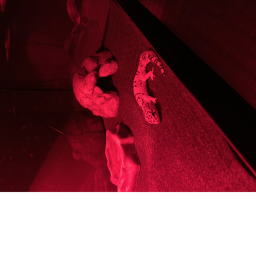 Gecko Kingdom