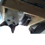 Cat fan :)