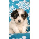 Newpuppydora