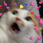 Fans UwU U.l.e.y Fan