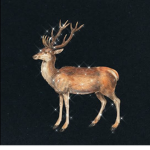 Glamourdeer Group