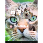 Cats United Together Forever