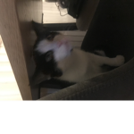 kittys name is kitty