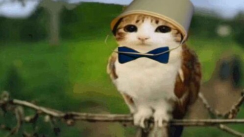Meowl टॉवर 🐱 🦉