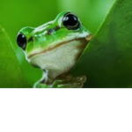 Froggy love <3