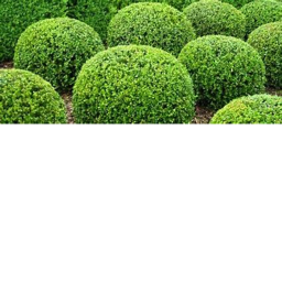Shrub Admin Hangout