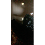 My cat I can’t finds