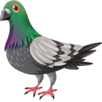 pigeons group.