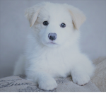 I love animals and I play minecraft