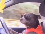 Dogs can drive