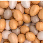 The Collection of Eggs