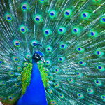 Virtual Roblox Peacocks