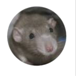 Rat Hangout VALENTINES DAY