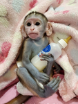 ~monkey time~