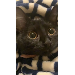 Just a cat.