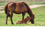 Cotton Hill Stables