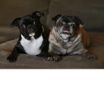 Super Pug Club