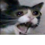 The Sad Cats