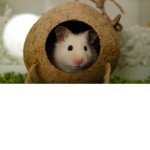 Ham teamz
