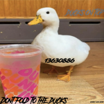 9x ducks
