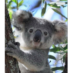 Koala Kare klub
