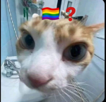 pog bobux