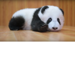 Panda Friends :)