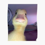 DUCK ARMY!!! XD