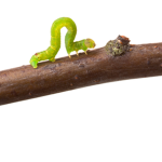 THE Inch Worm Fans