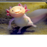 Axolotl L0ve