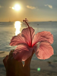 hibisq