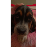Puppy luv!