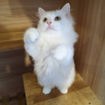 Jinxy bois