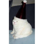 Dumb Cat Studio