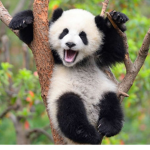 Panda squad!! For pandas!!