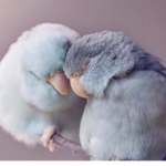 LoveBird Studios.