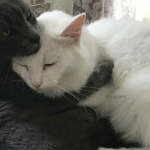 コイ<3