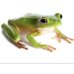Tree Frog Children