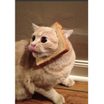 The bread crazy Cats