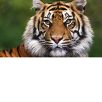 Tiger for ever