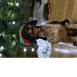 Bella is uglyyyyyy