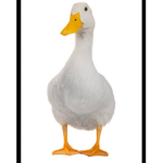 Coquinhas malukas