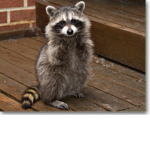 #Racoons